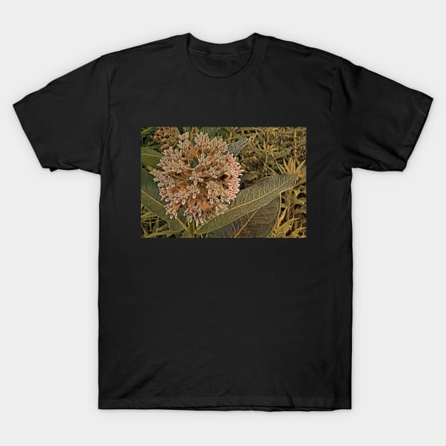 Milkweed Bloom No.3 T-Shirt by MaryLinH